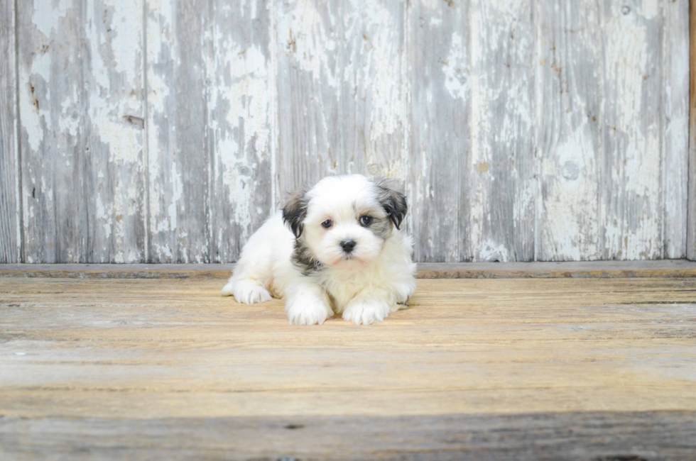 teacup shichon puppies for sale