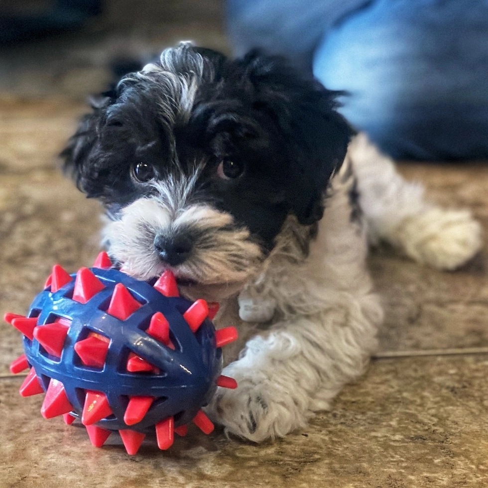 Joyful Mini Aussiedoodle puppy a symbol of positive change and motivation