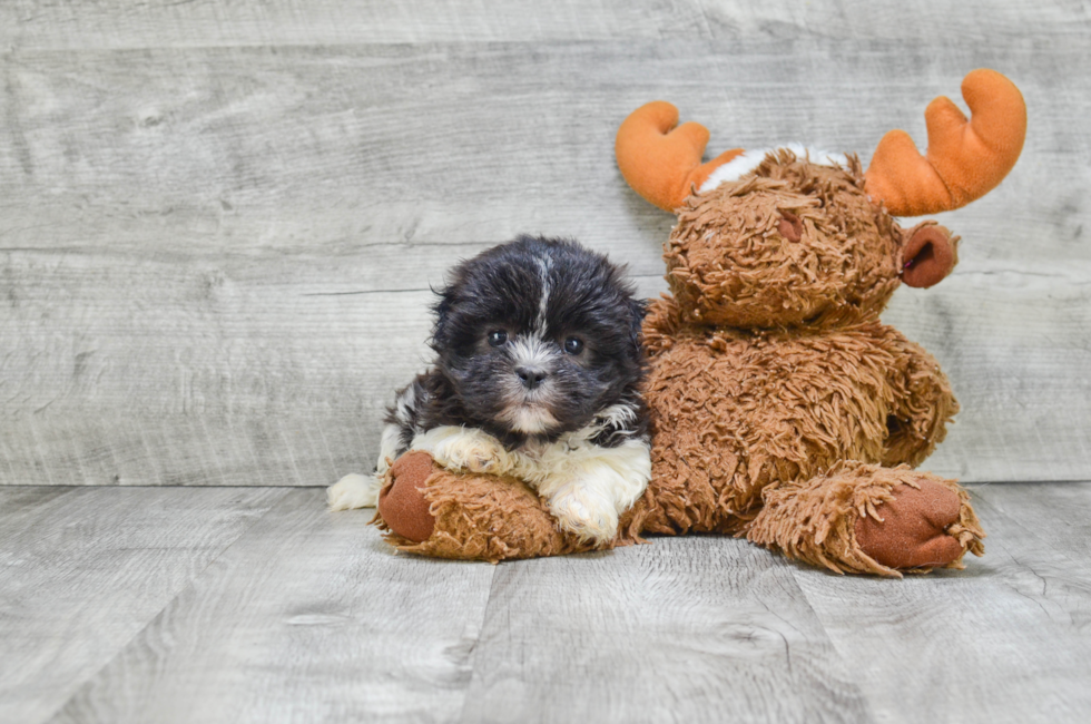 teddy bear puppy price