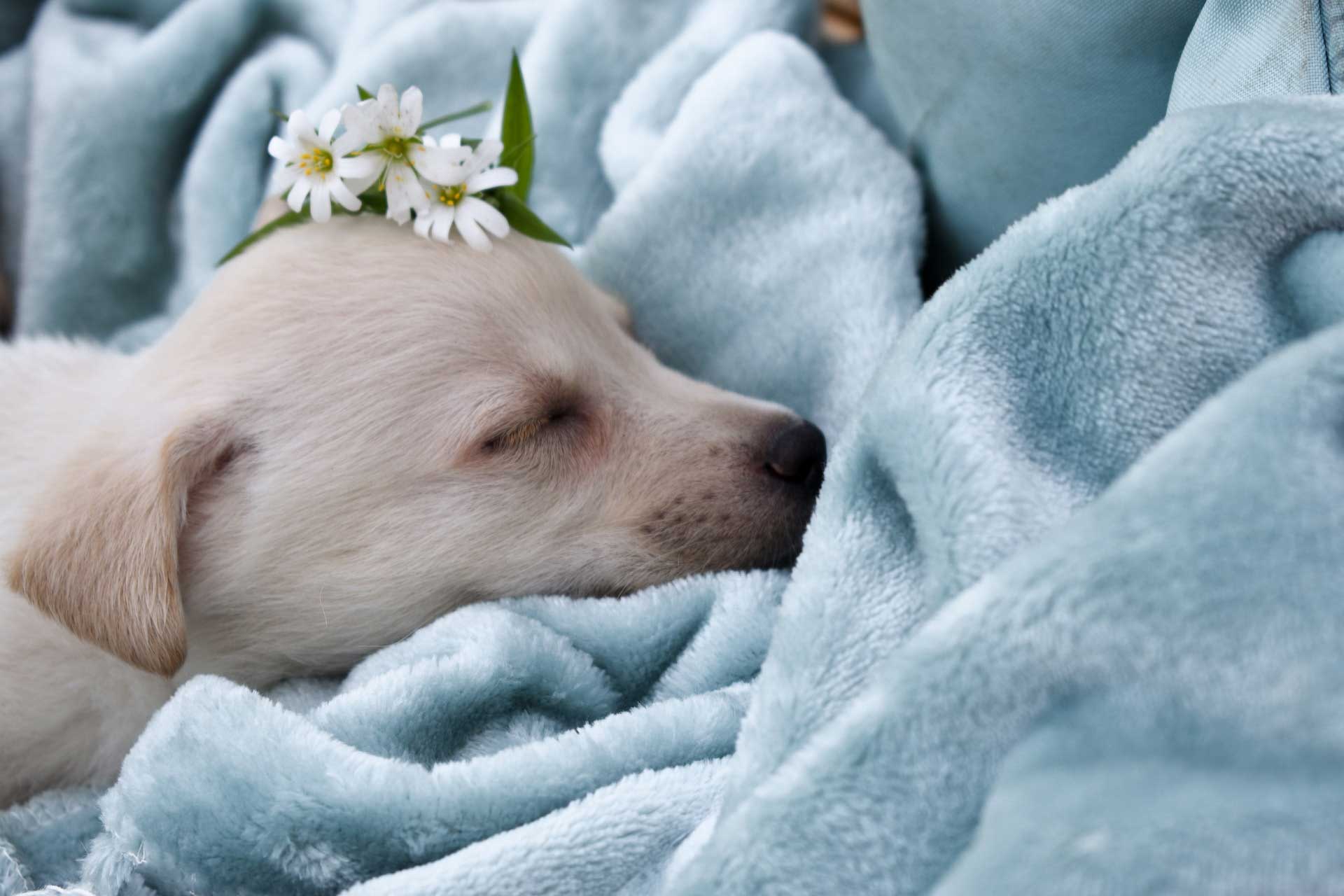 small white puppy on blanket taking a nap