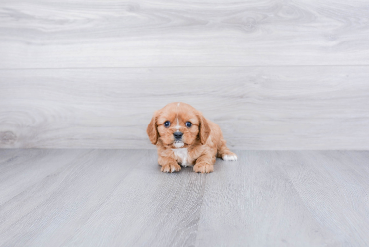 Sweet Cavalier King Charles Spaniel Purebred Puppy