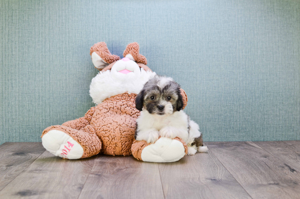 the teddy bear puppy