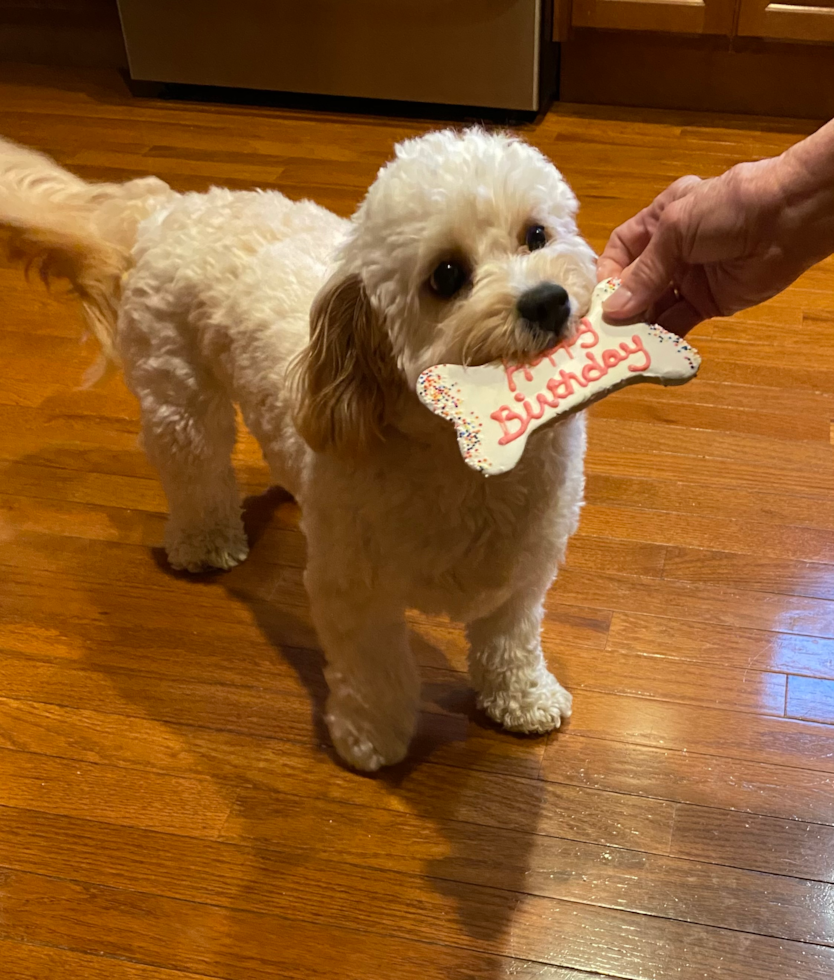 Mini Cavapoo with curly hair