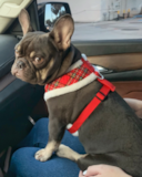 Puppy For Sale Premier Pups Sweet Frenchie Purebred Pup