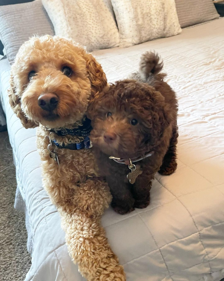 two hypoallergenic mini goldendoodles sitting on a bed. one is chocolate and the other is brown