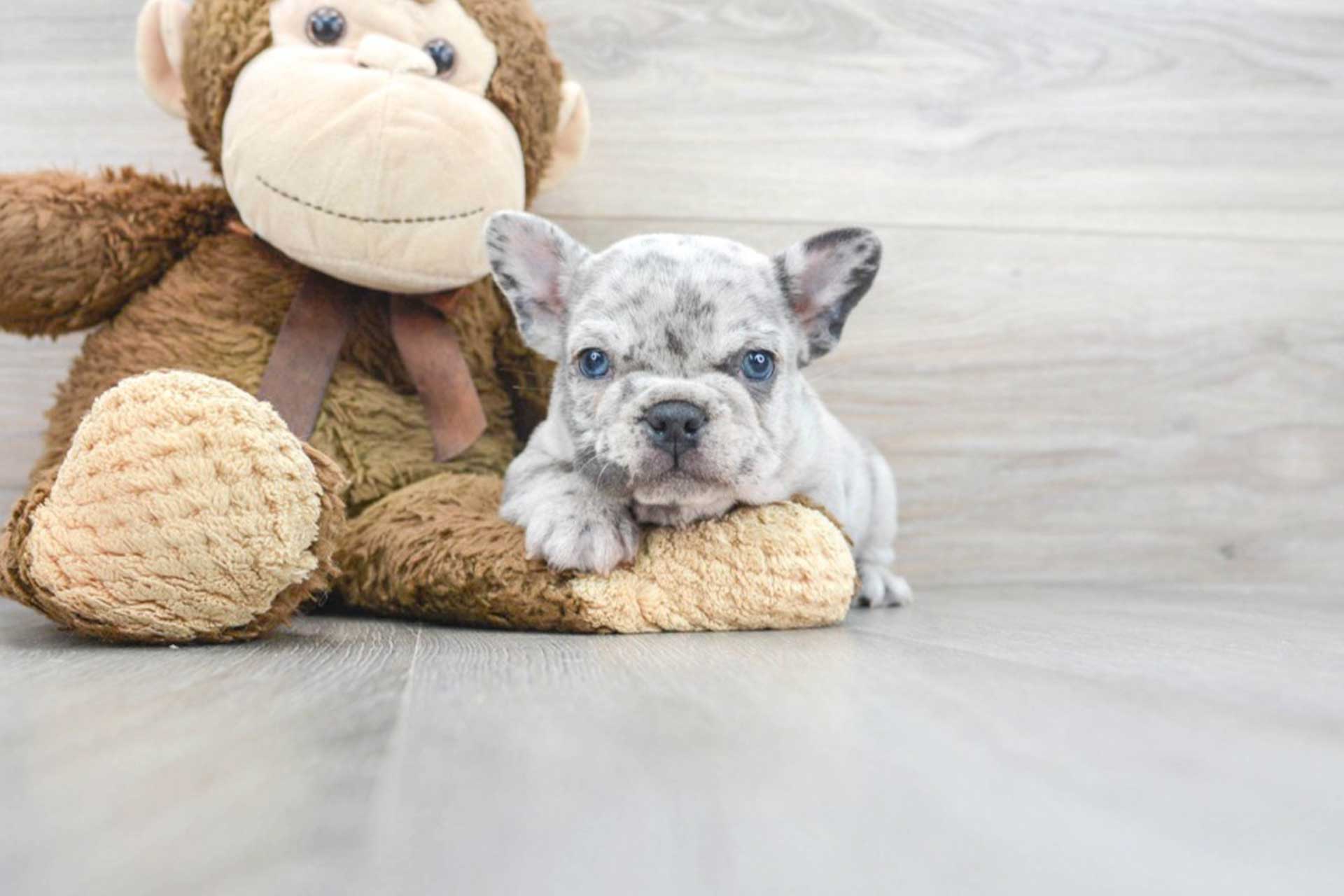 French Bulldog A Laid-Back and Affectionate Puppy