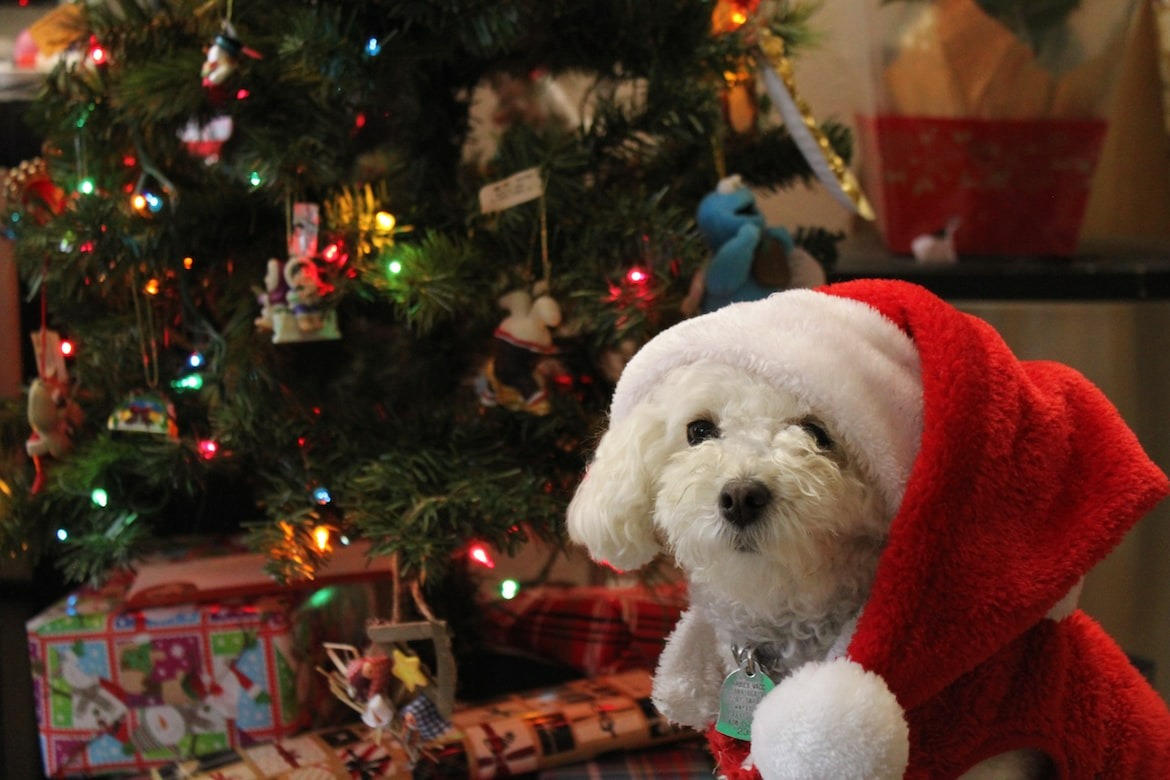 White Maltese dog dressed as Santa