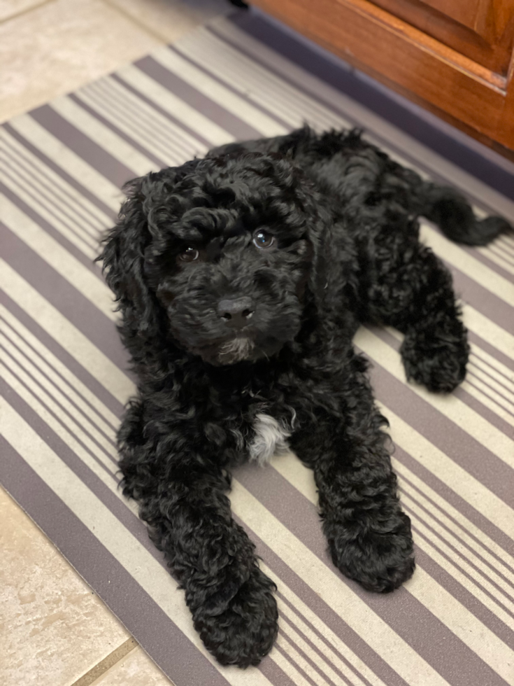 full grown mini black goldendoodle sitting on a rug inside a home. the dog is black with a tiny splas of white on its chin and chest