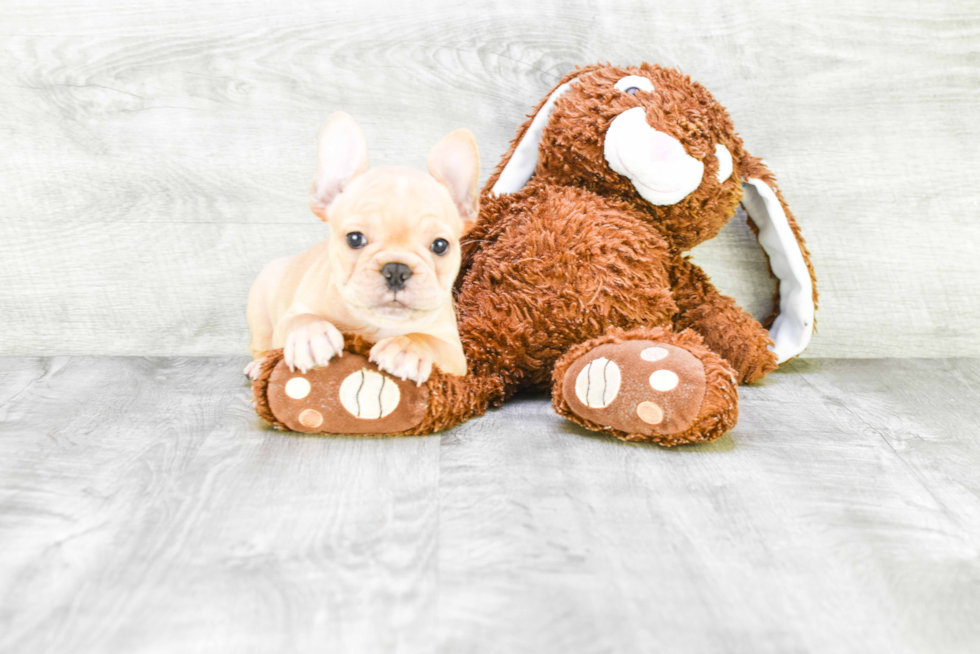Meet Pierre - our French Bulldog Puppy Photo 1/3 - Premier Pups