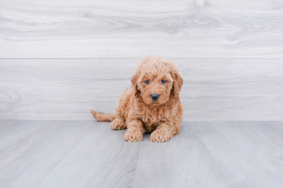 Smart Mini Goldendoodle Poodle Mix Pup