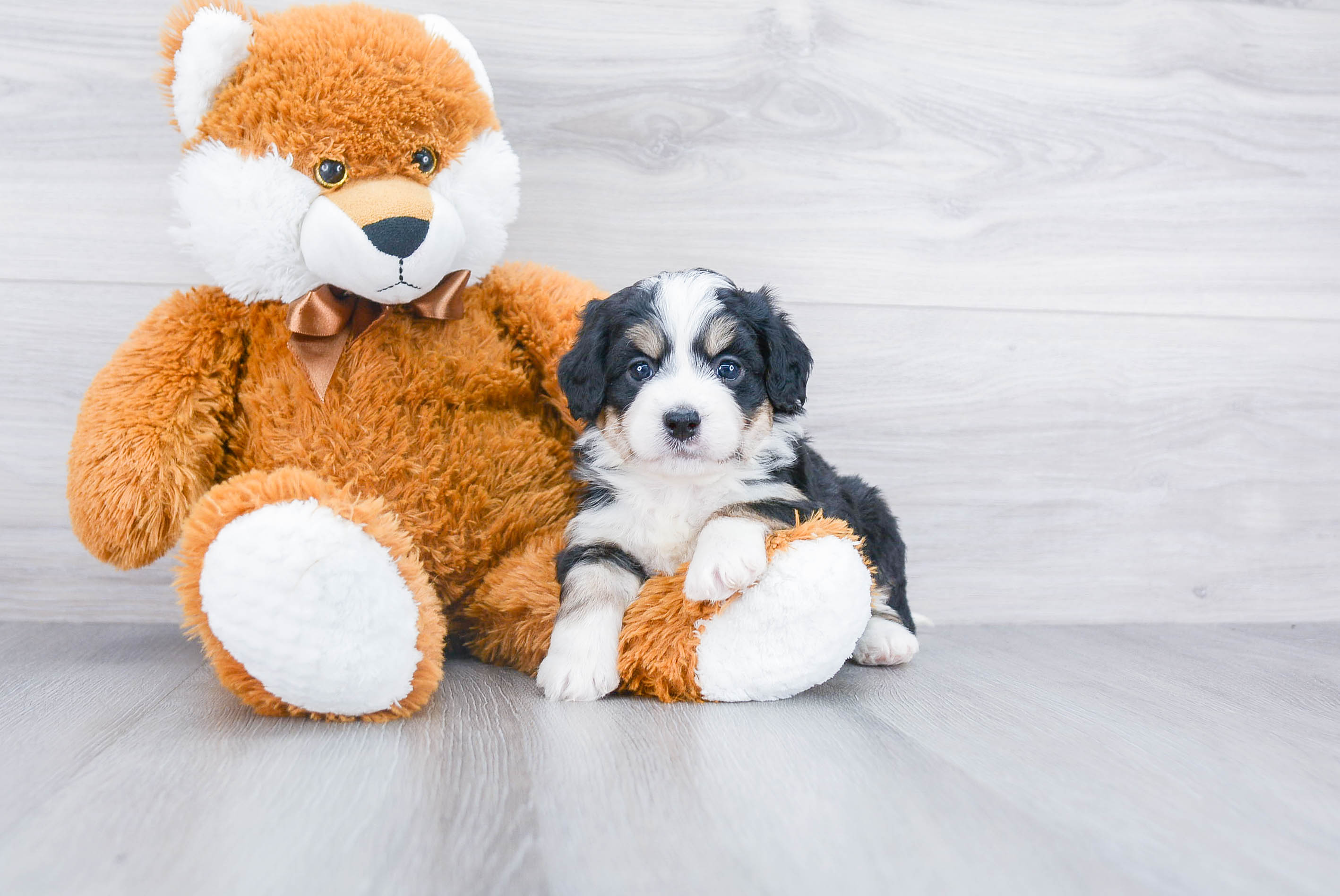 bernedoodle plush toy