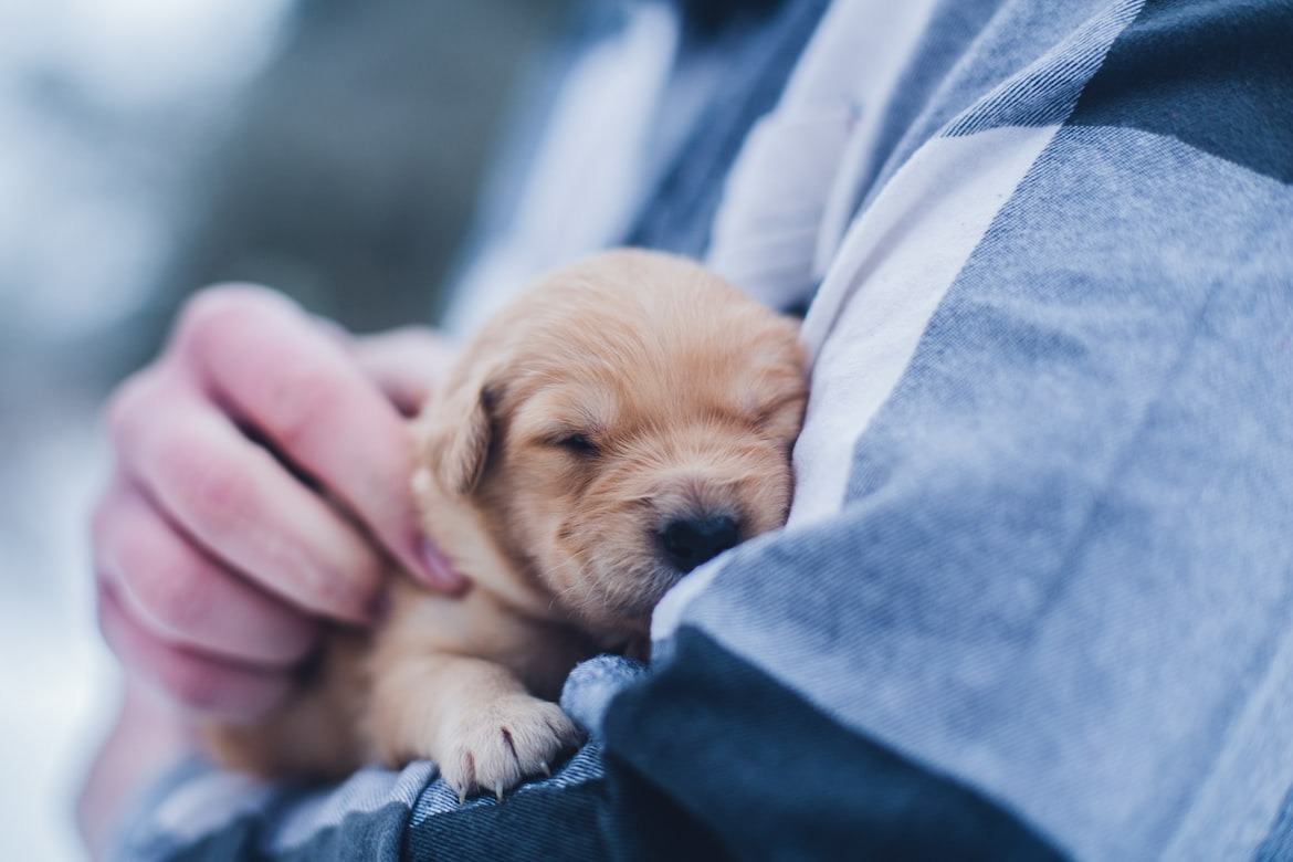 sleeping small puppy in owners arms