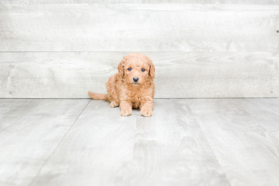 Mini Goldendoodle Puppy for Adoption