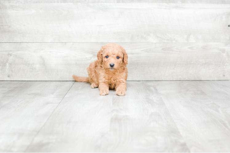Meet Savannah - our Mini Goldendoodle Puppy Photo 1/3 - Premier Pups