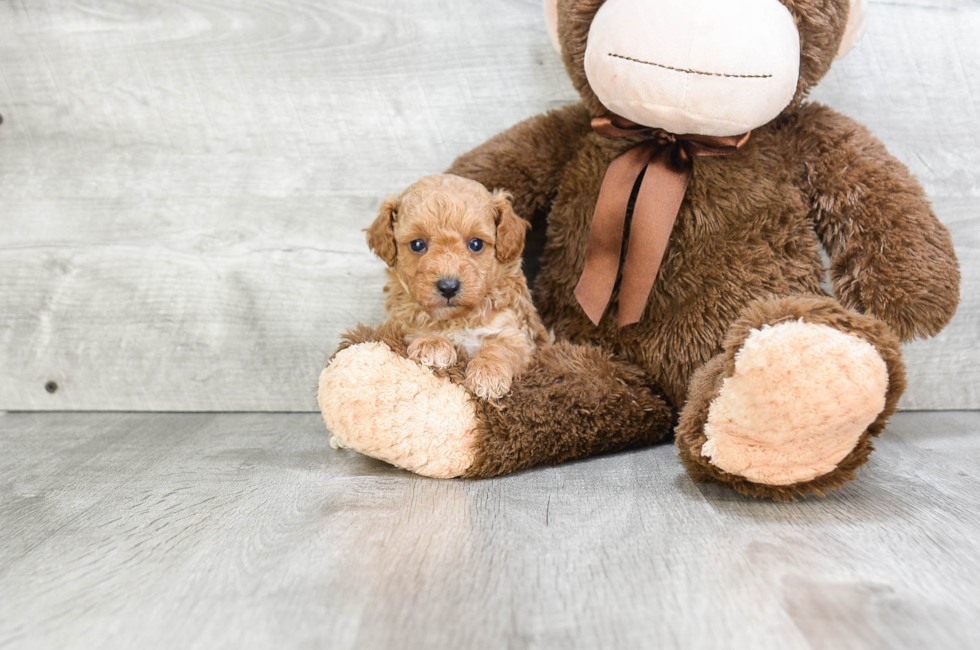 Poodle Puppies For Sale Small toy puppies for sale in Ohio
