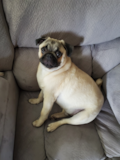 Pug Breed Information Pug Being Cute