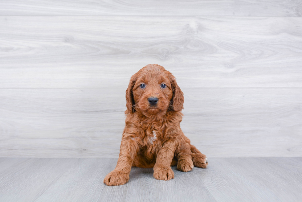 Meet Rubble - our Mini Goldendoodle Puppy Photo 3/3 - Premier Pups