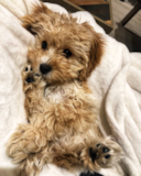 Puppy For Sale - Premier Pups Hypoallergenic Maltipom Designer Pup