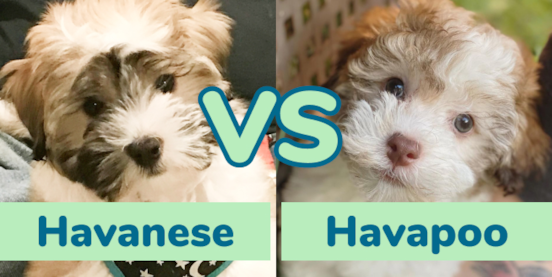 Havanese vs Havapoo Comparison