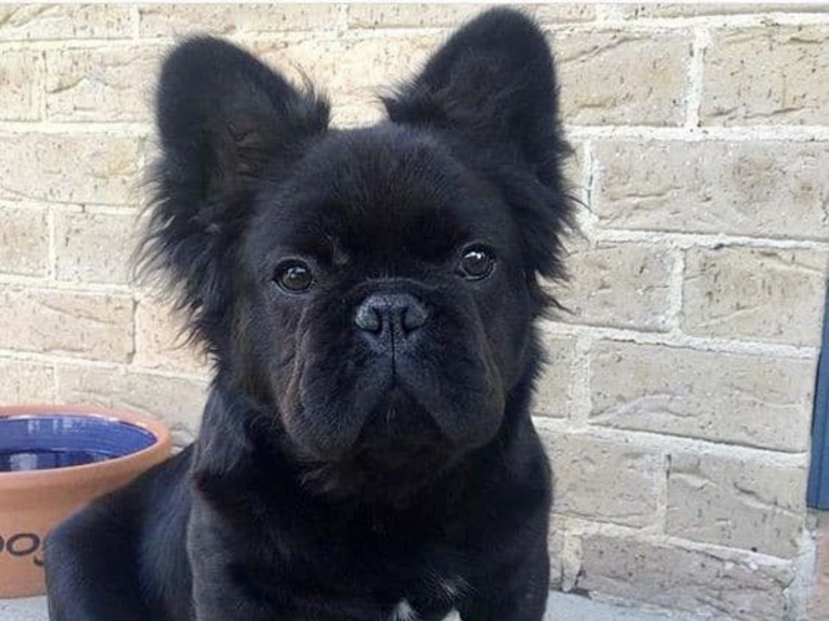 Fluffy French Bulldogs Real Exotic