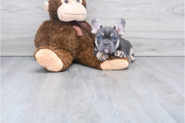 French Bulldog Puppy