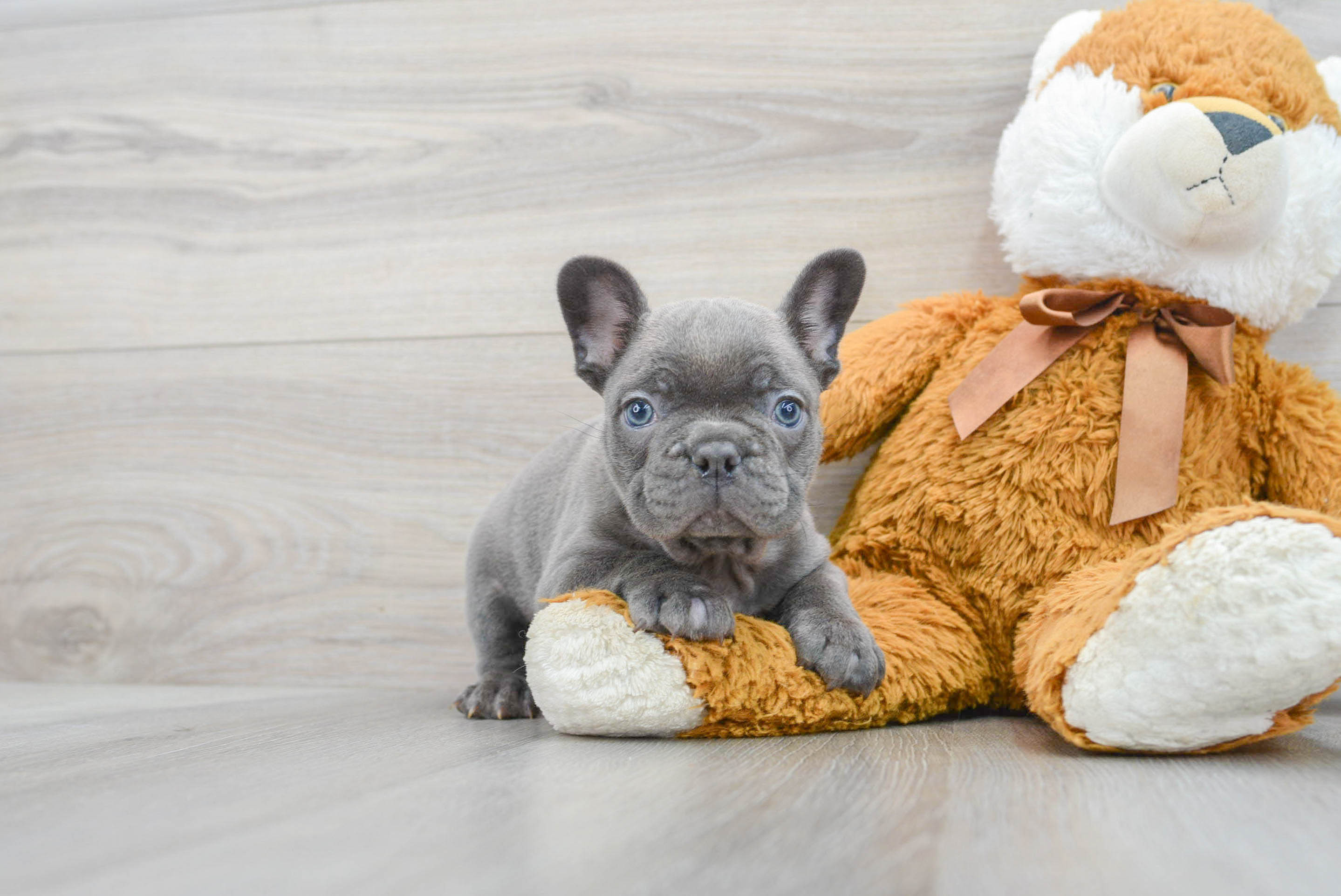 Grey miniature sales french bulldog