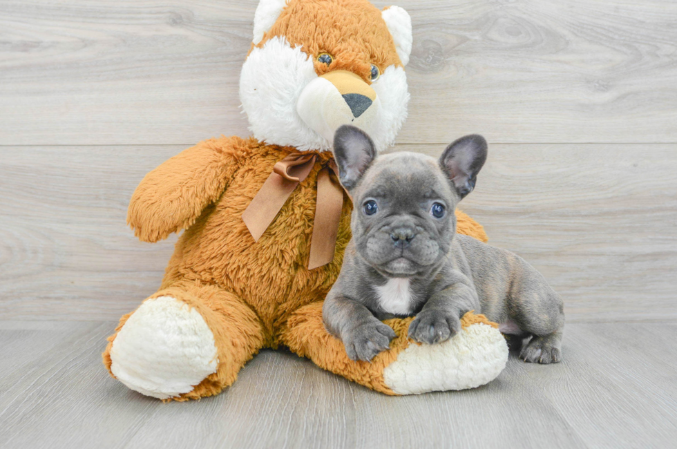 6 week old French Bulldog Puppy For Sale - Premier Pups