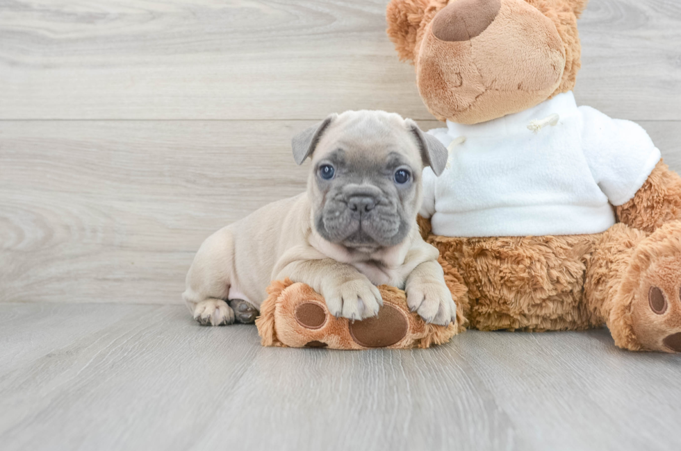 6 week old French Bulldog Puppy For Sale - Premier Pups