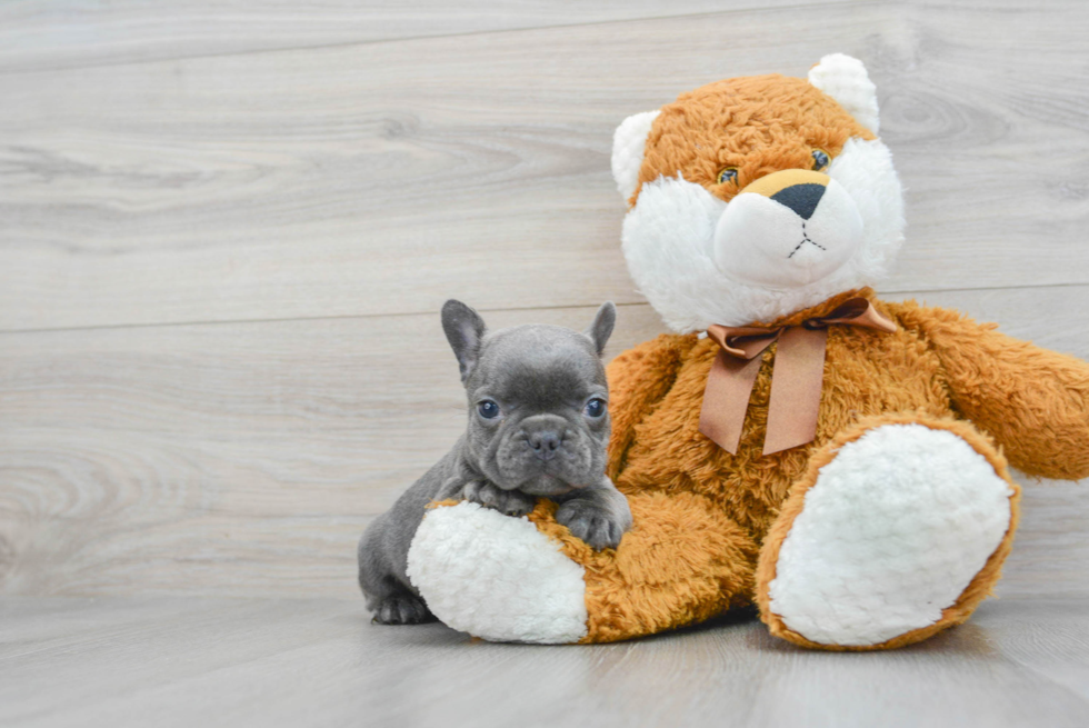 Friendly French Bulldog Blueberry 4lb 7oz Purebred Puppy