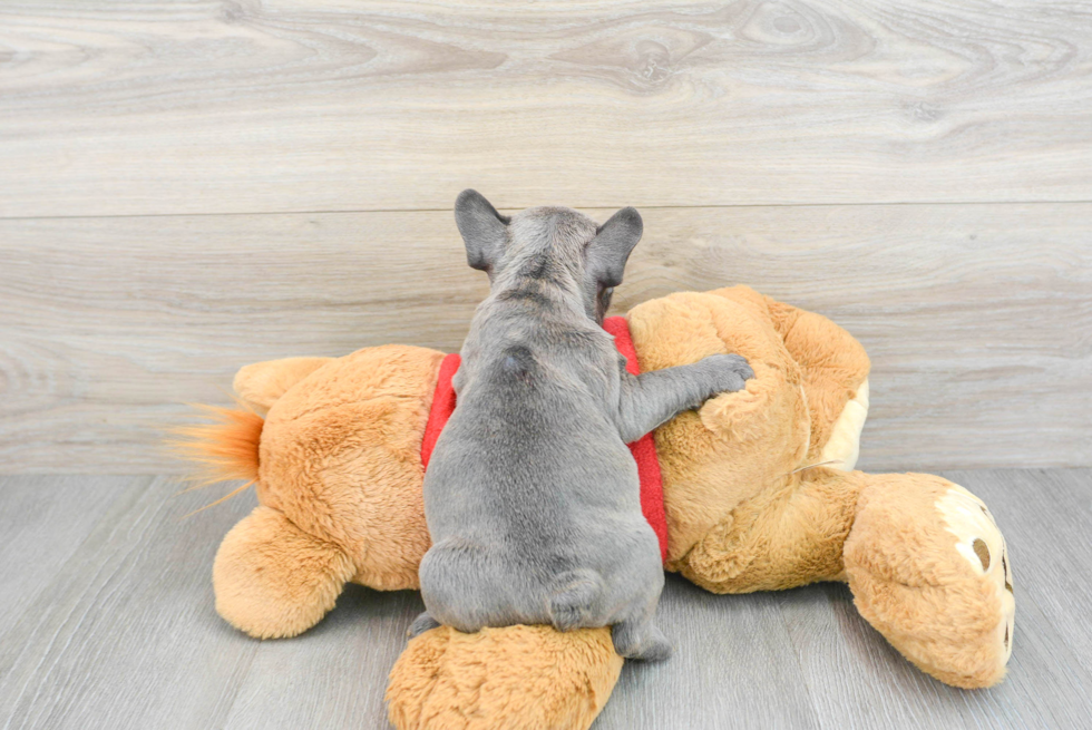 Energetic French Bulldog Blueberry 4lb 14oz Purebred Puppy