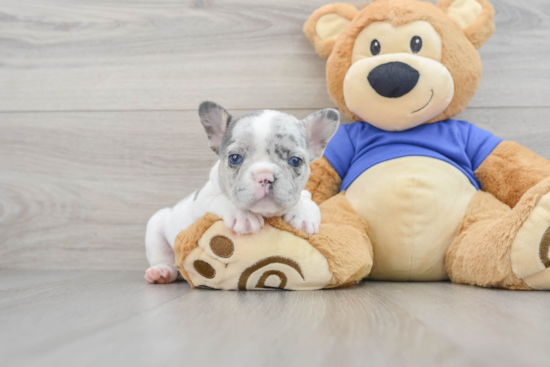 Hypoallergenic French Bulldog Baby