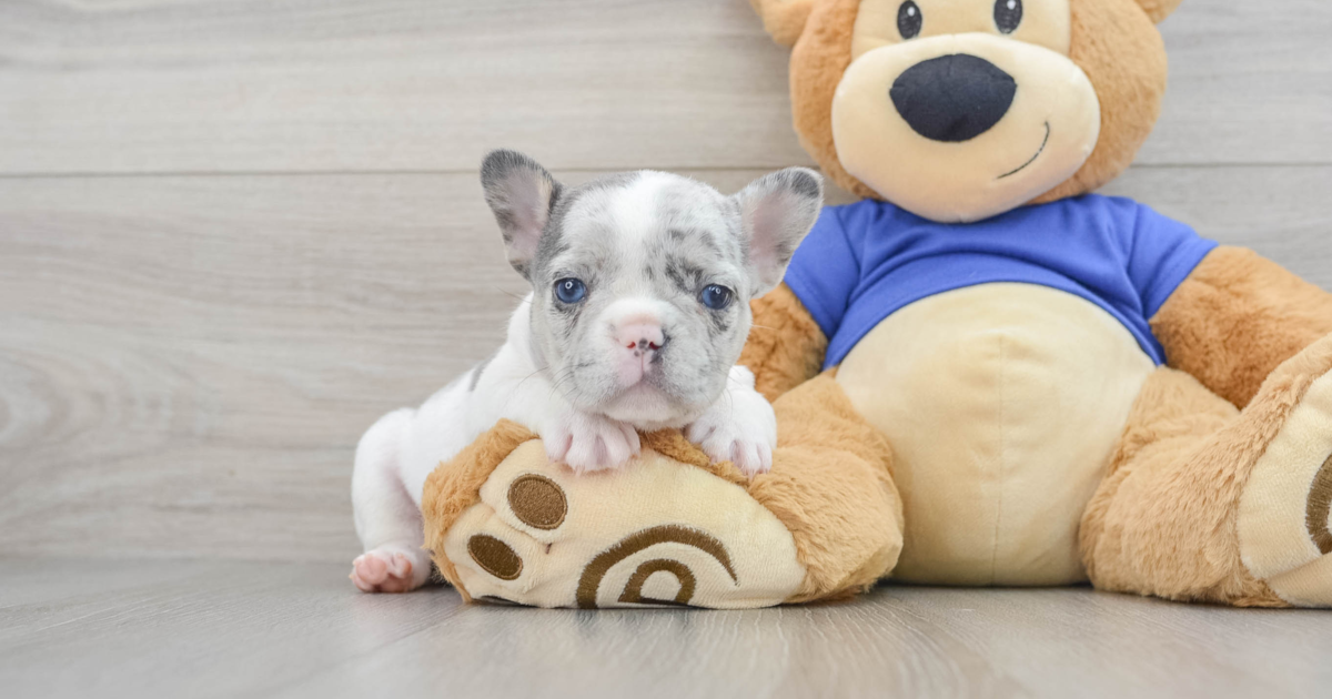French Bulldog Blueberry 2lb 10oz Purebred Puppy