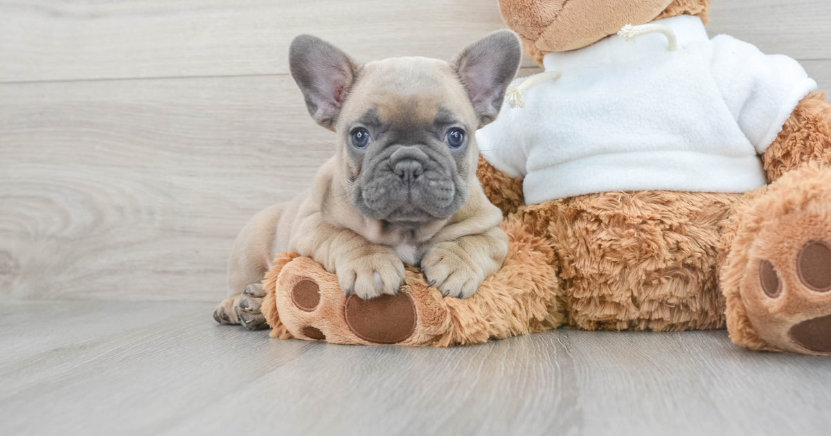 Akc Registered French Bulldog Blueberry 8lb 3oz Purebred Puppy