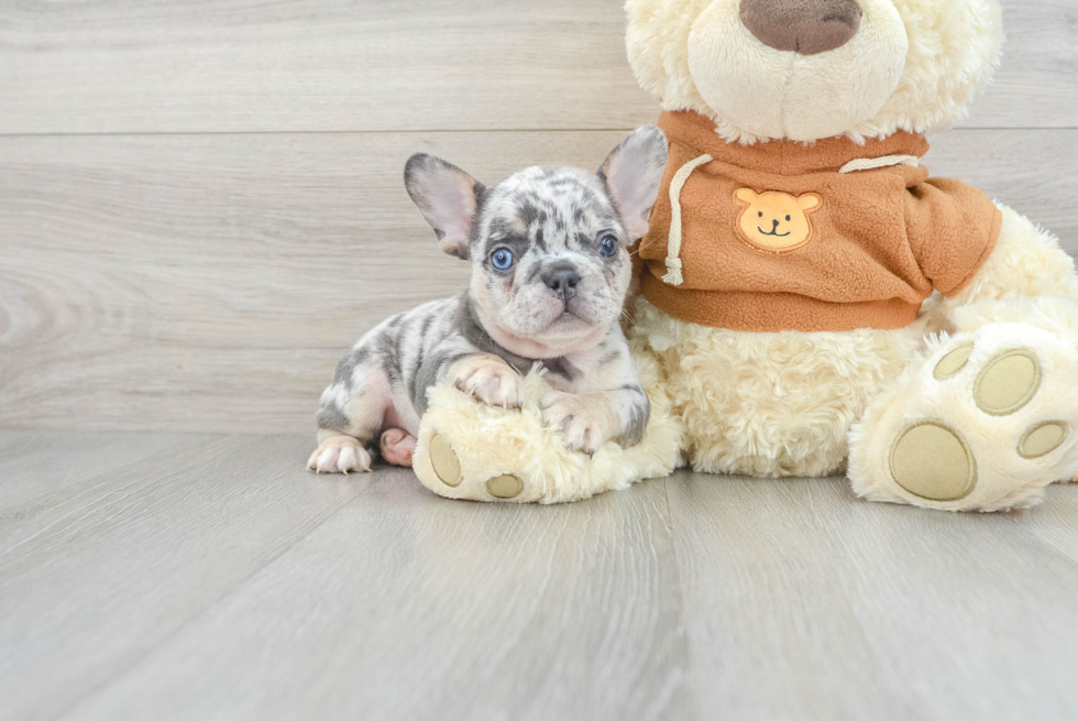 Popular French Bulldog Blueberry 4lb 10oz Purebred Puppy