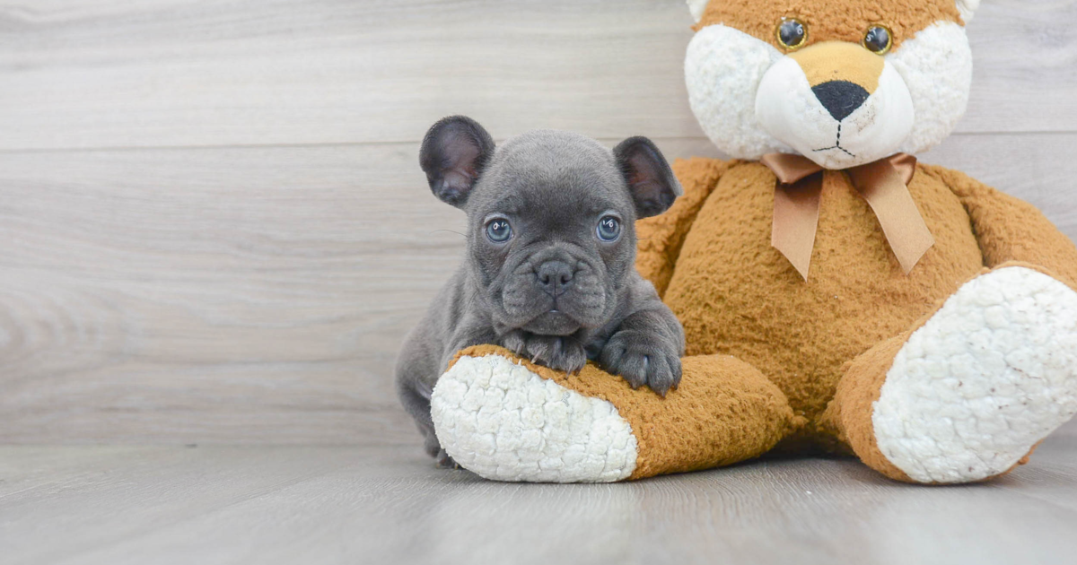 Blueberry French Bulldog