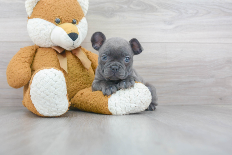 French Bulldog Blueberry 4lb 8oz Purebred Puppy