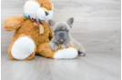 Meet Blueberry - our French Bulldog Puppy Photo 1/2 - Premier Pups