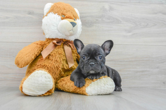 Hypoallergenic French Bulldog Purebred Pup