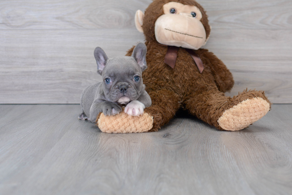 Sweet Frenchie Purebred Puppy