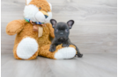 Meet Bullet - our French Bulldog Puppy Photo 2/3 - Premier Pups