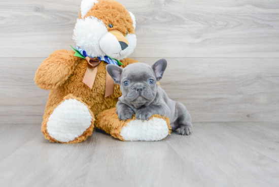 Popular French Bulldog Purebred Pup