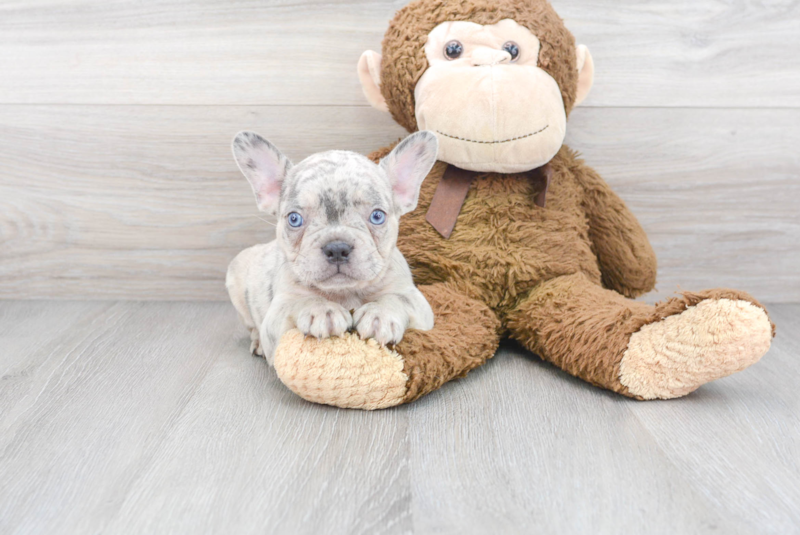Meet Bullet - our French Bulldog Puppy Photo 2/3 - Premier Pups