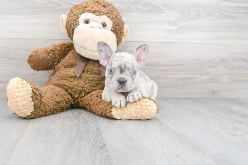 Meet Bullet - our French Bulldog Puppy Photo 1/3 - Premier Pups
