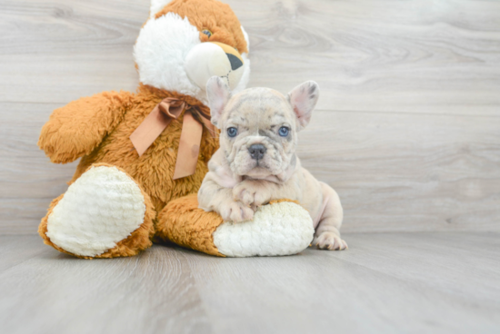 Cute Frenchie Purebred Puppy