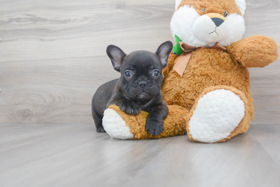 Meet Buster - our French Bulldog Puppy Photo 2/3 - Premier Pups