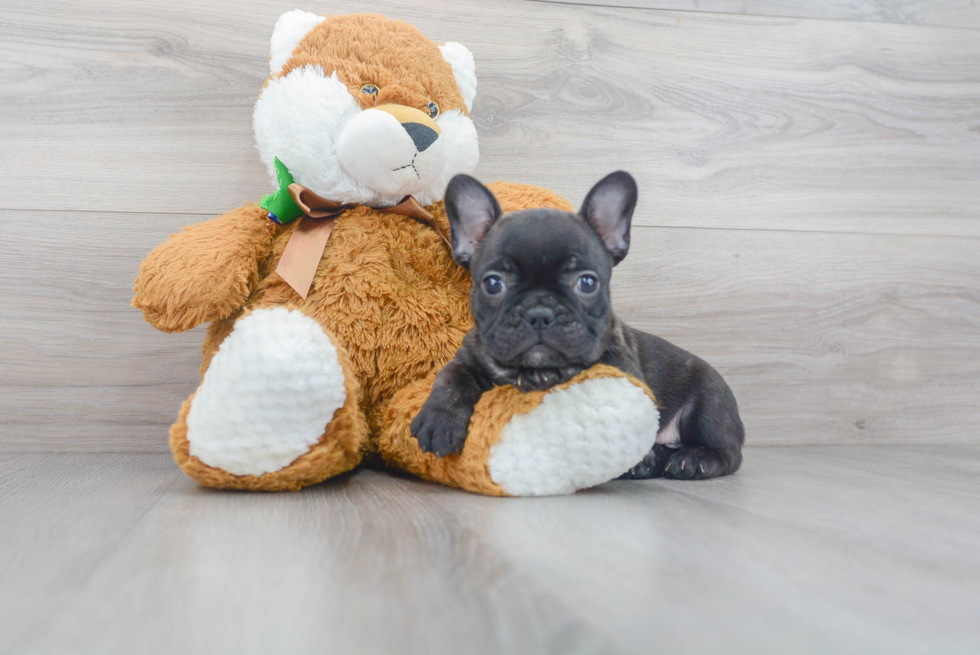 Meet Buster - our French Bulldog Puppy Photo 1/3 - Premier Pups