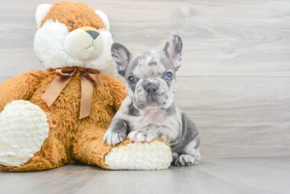 Adorable Frenchie Purebred Puppy