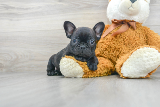 French Bulldog Pup Being Cute