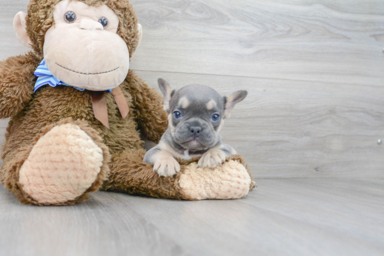Meet Dynasty - our French Bulldog Puppy Photo 1/2 - Premier Pups