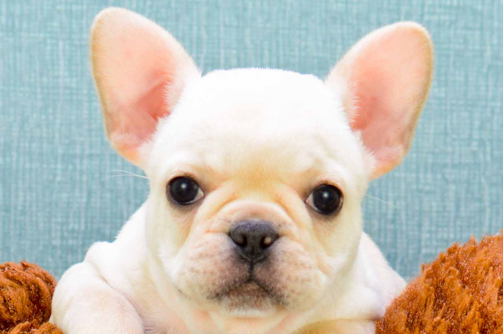 French Bulldog Puppies For Sale In Ohio Petswall